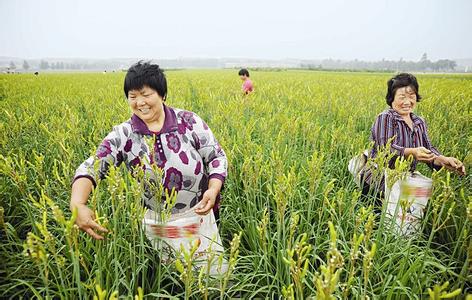 黄花菜采收后如何管理