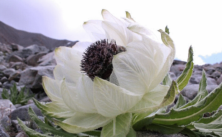 哪有天山雪莲批发 天山雪莲批发价多少?