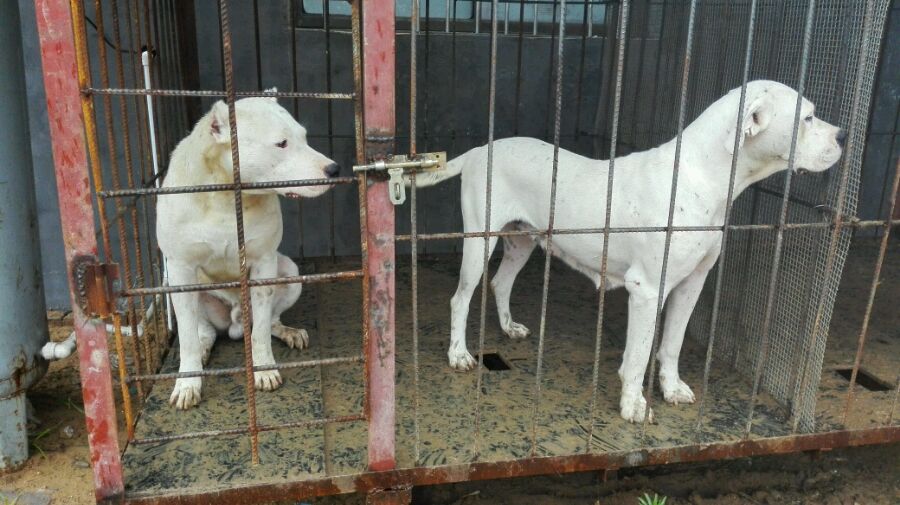 哪里有卖成年杜高犬的多少钱一只