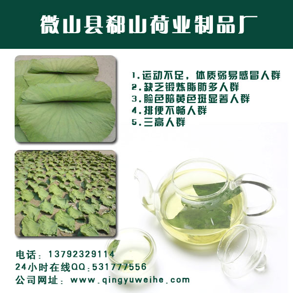 最新荷叶价格/中药材荷叶价格