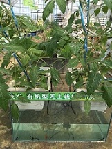 重庆供应无土栽培设备/无土栽培蔬菜种植哪家好/原蔬味农业供