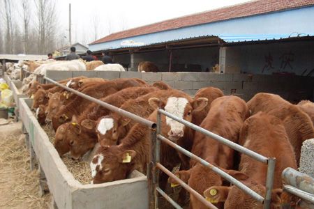 肉牛 肉羊 孔雀 格力犬 观赏鸽