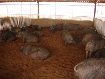 豆渣通过微生物发酵后养猪降低饲养成本