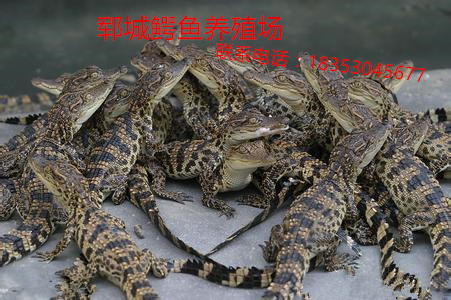 浦东鳄鱼苗批发