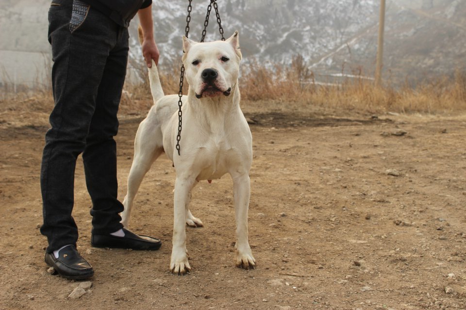 河北省石家庄市新乐市比特犬比特犬价格