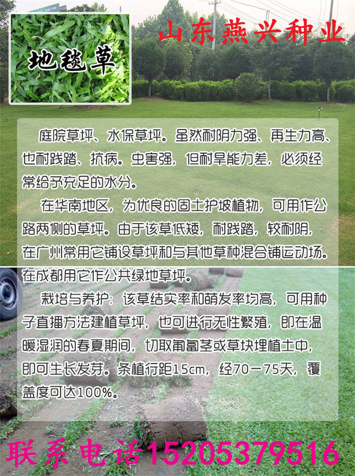 河南省南阳市护坡草种子要怎么种植