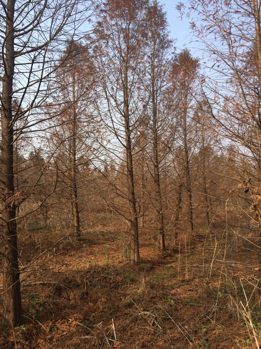 大量供应中山杉 大量供应中山杉