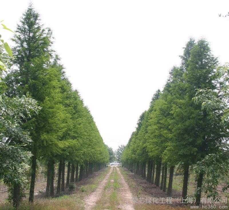 中山杉产地 中山杉产地 中山杉产地