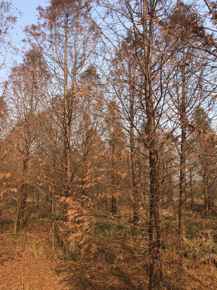 低价中山杉 低价中山杉 低价中山杉