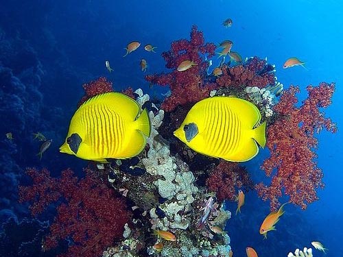 海洋生物展览清单报价企鹅展览萌宠海狮秀出租鱼缸定制