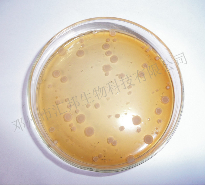 汇邦生物侧孢芽孢杆菌侧孢芽孢杆菌价格侧孢芽孢杆菌厂家