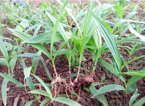 东兴市白芨销售厂家 南宁市白芨种植基地