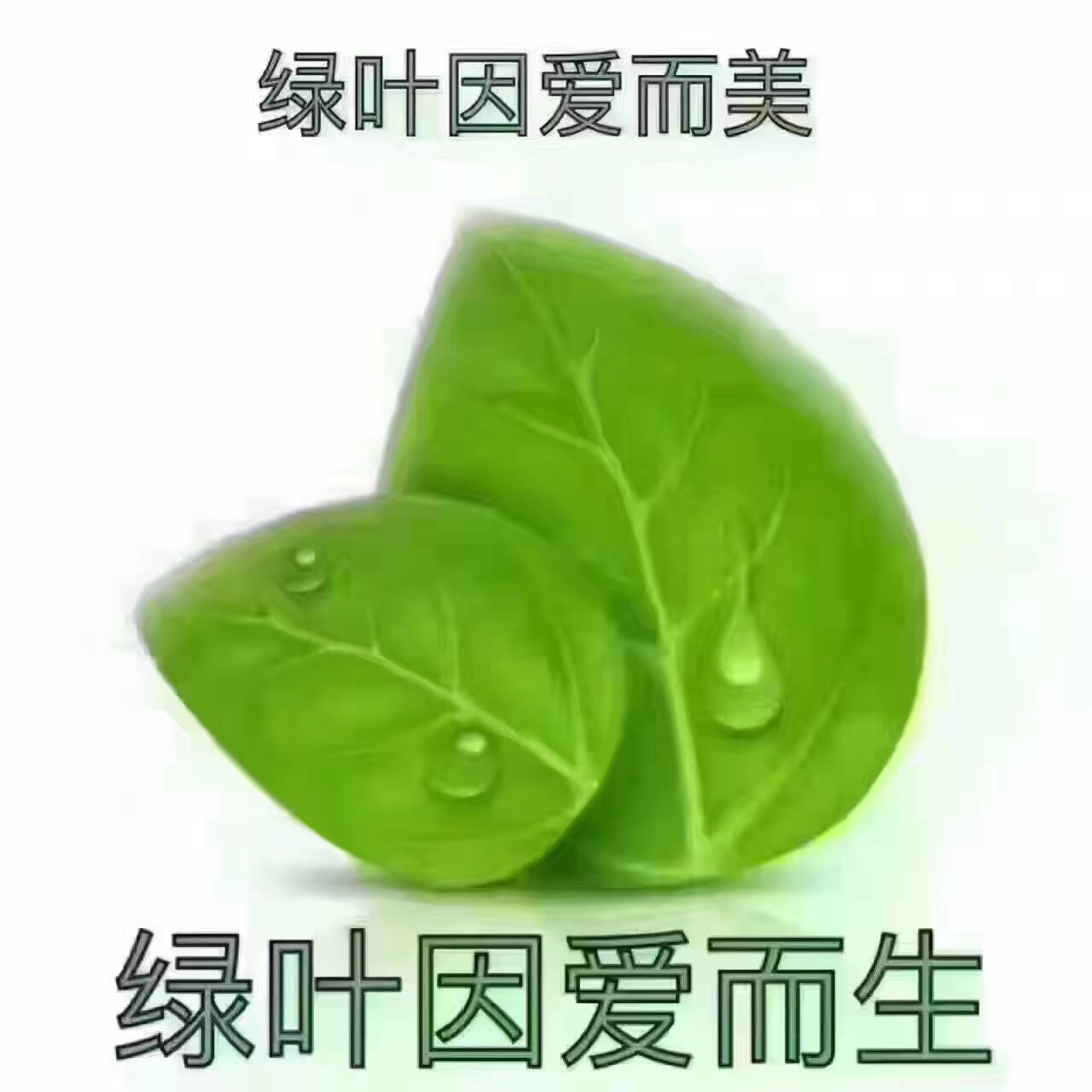 苏州绿叶大生活怎么代理