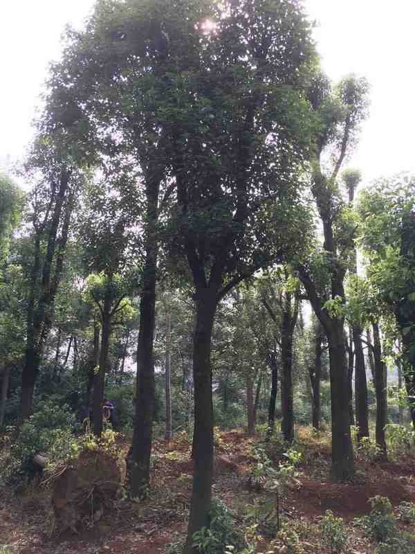 胸徑20公分骨架移植香樟供應1000棵