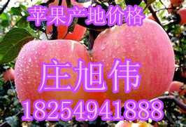 山東紅富士蘋(píng)果產(chǎn)區(qū)價(jià)格