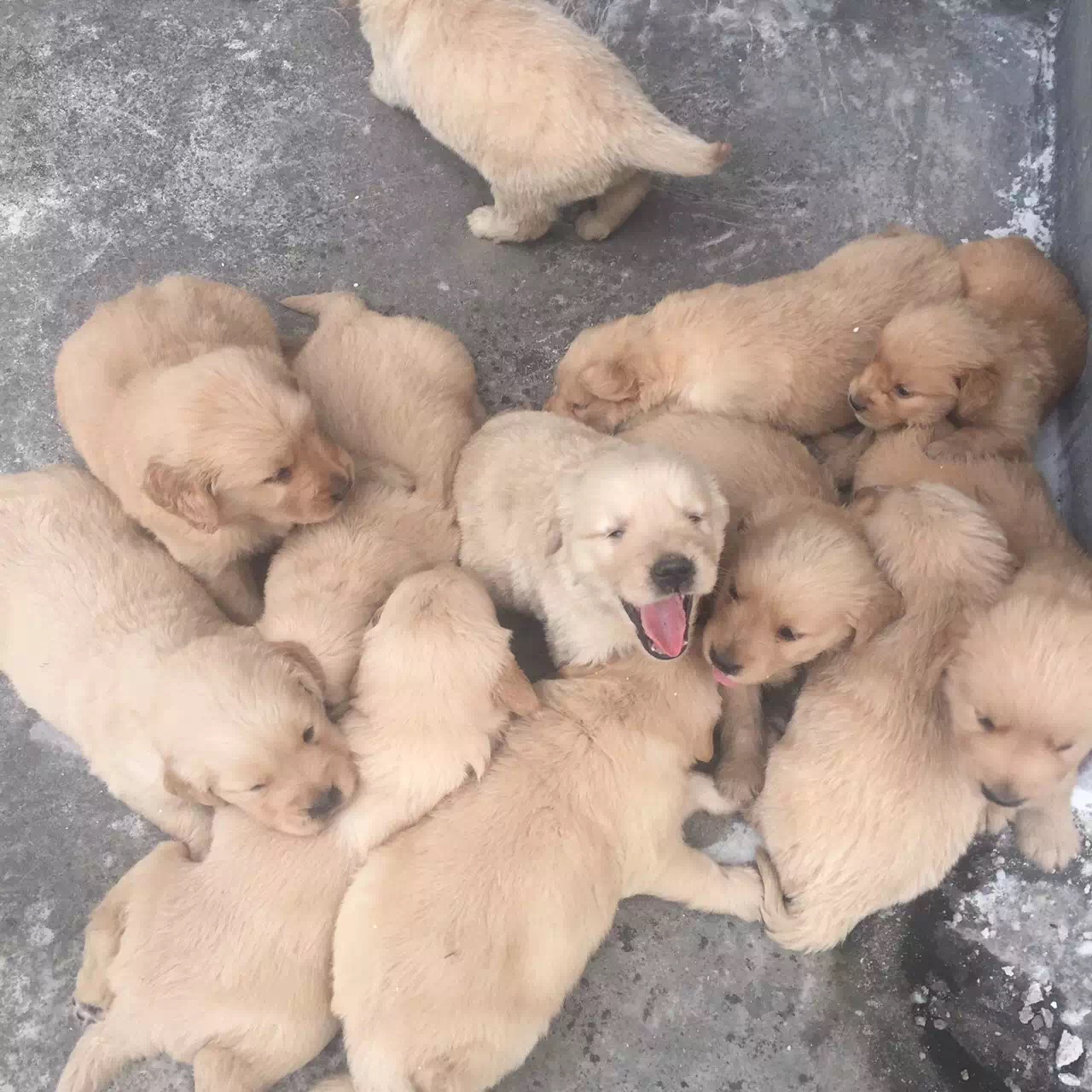 广州白云区名气好的狗场，广州金毛犬之家，白云区正规犬舍