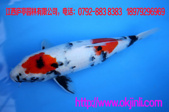 精品進(jìn)口魚(yú) 日本錦鯉紅白大正 丸堂紅白錦鯉 大正錦鯉魚(yú) 高骨架魚(yú)