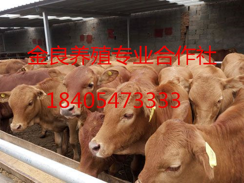 沙县肉牛养殖_肉牛养殖场_肉牛品种【字符2】