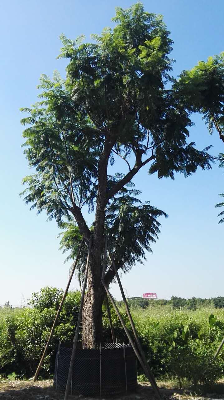  福建蓝花楹生产厂家，蓝花楹直销