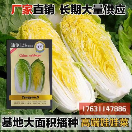 娃娃菜种子基地大面积播种高端精品黄心娃娃菜迷你小颗型娃娃菜籽红心高抗病四季播种春秋露地播种大棚娃娃菜