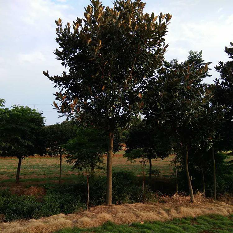 四川广玉兰基地 广玉兰批发自产自销 成都广玉兰种植基地