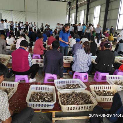 黑皮鸡枞菌新鲜鸡枞菌农产品食用菌煲汤食材