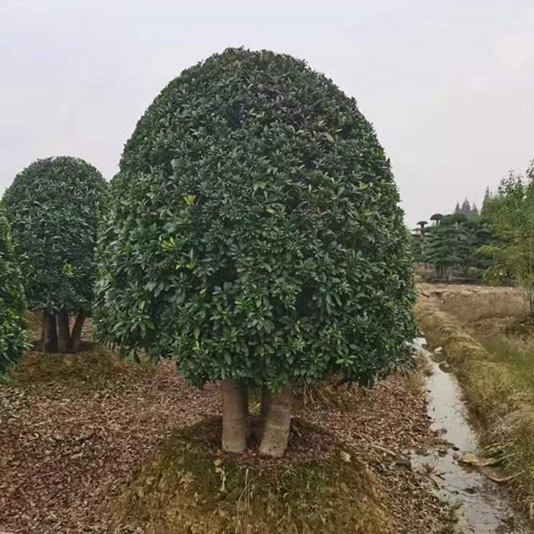 丛生杨梅 常绿观赏性杨梅树 街道庭院公园绿化树 基地移栽高活性