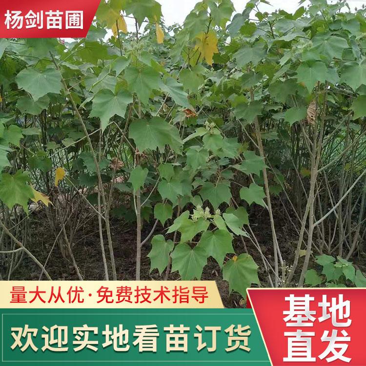 丛生木芙蓉产地-独杆木芙蓉-4-5-6公分树苗批发价格