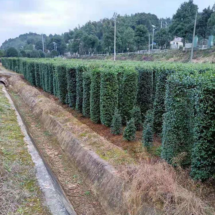 柱子型苗木基地-长沙毛叶丁香柱1米至1.8米高度-货足价实