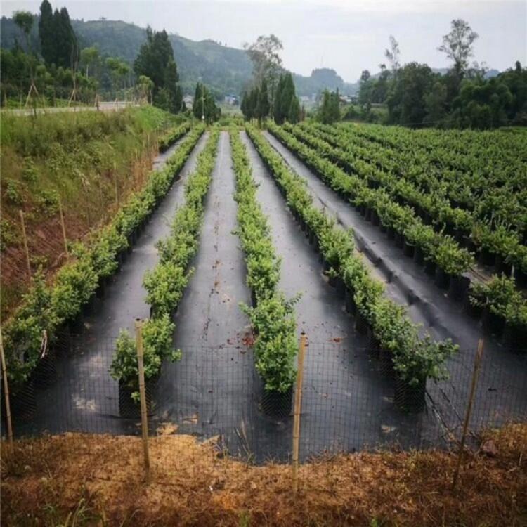 防草布价格、果树除草布、盖草布批发