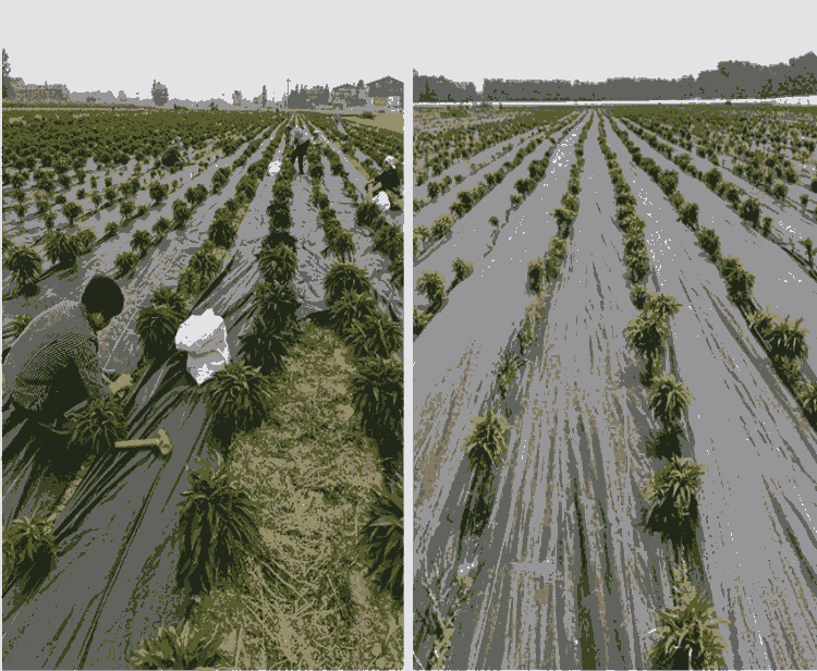 德州黑色防草布厂家-果园除草布