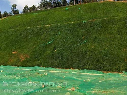 福建集美河南草坪種子基地