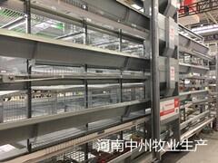 中州牧业养鸡设备蛋鸡笼育雏笼肉鸡笼2019新品特供