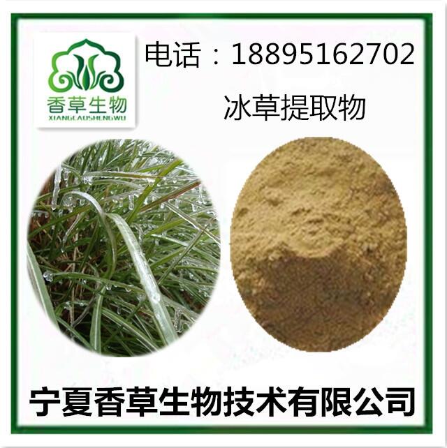 冰草根提取物宁夏冰草根粉 冰草叶粉 滨草提取物浸膏 冰草叶提取物