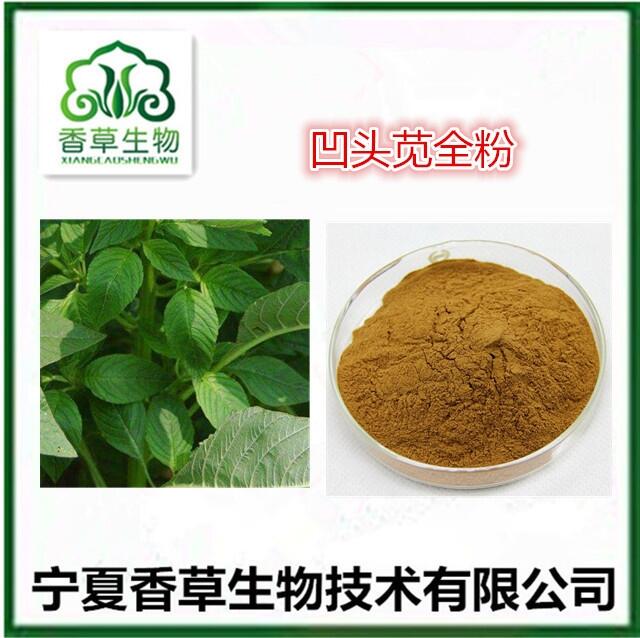 凹頭莧提取物 速溶粉  光莧菜濃縮浸膏 凹頭莧粉80目