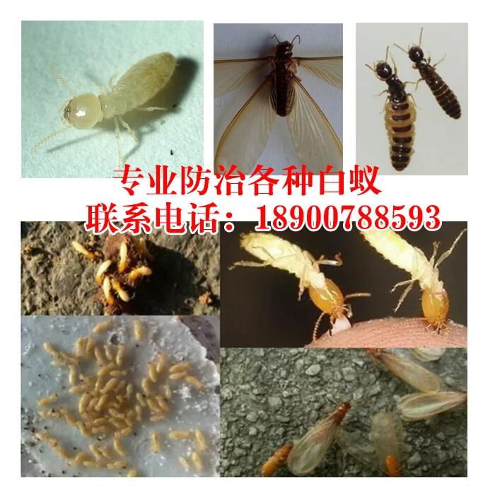 木地板被白蟻吃了怎么辦 長沙有沒有上門滅白蟻的公司 上門殺白蟻怎么收費(fèi)