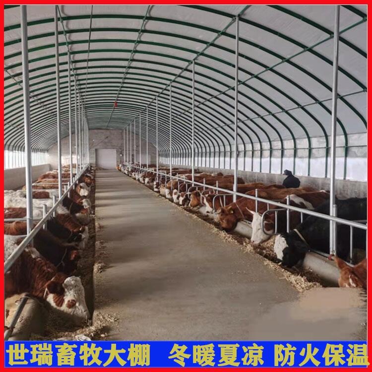 养牛场规划设计 肉牛养殖棚施工 养牛棚建设方法