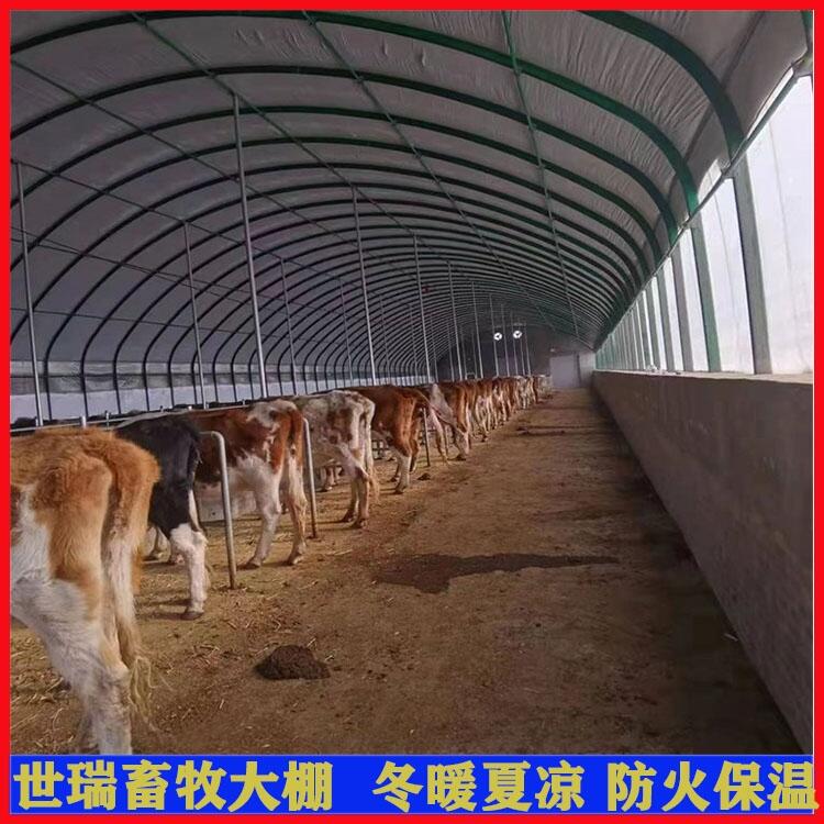 智能养牛大棚搭建 养牛场牛棚建设 肉牛养殖大棚施工安装