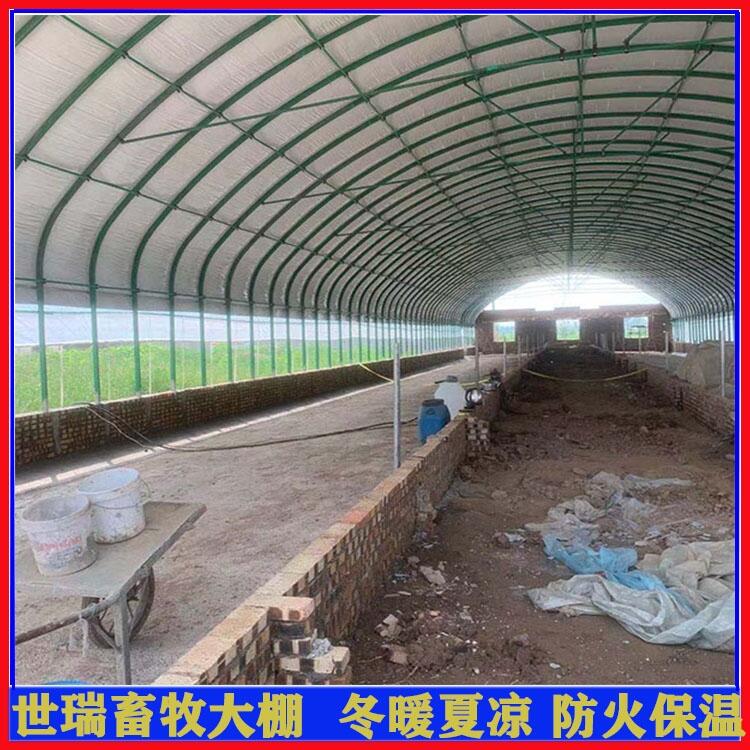 搭建新型养牛大棚 养牛场牛棚施工 肉牛养殖大棚建设