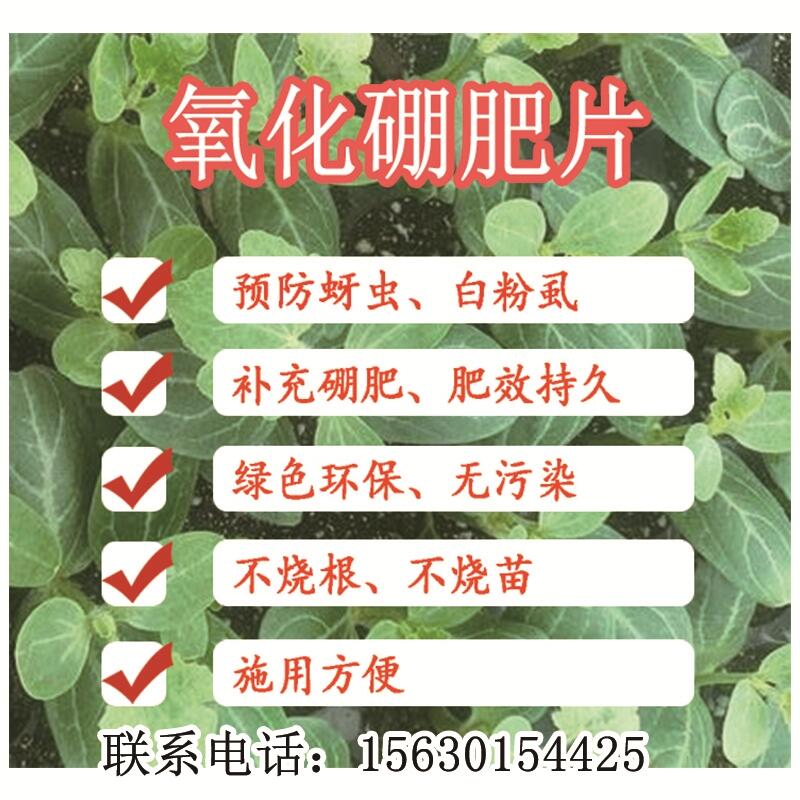 1000片/瓶防治番茄蚜虫移栽片厂家