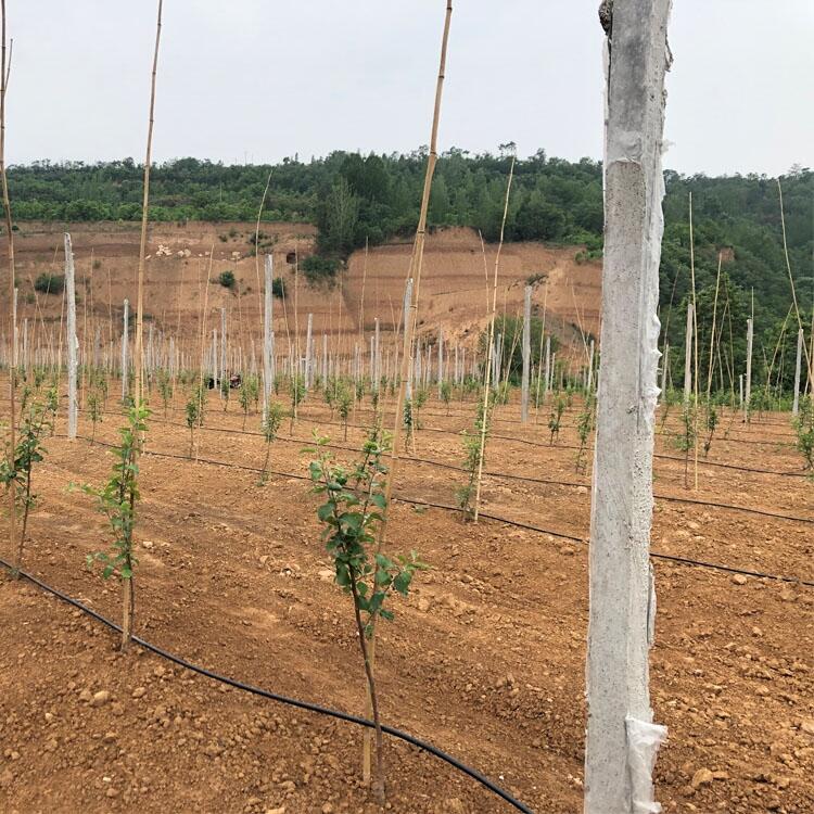 河南果樹滴灌管廠家