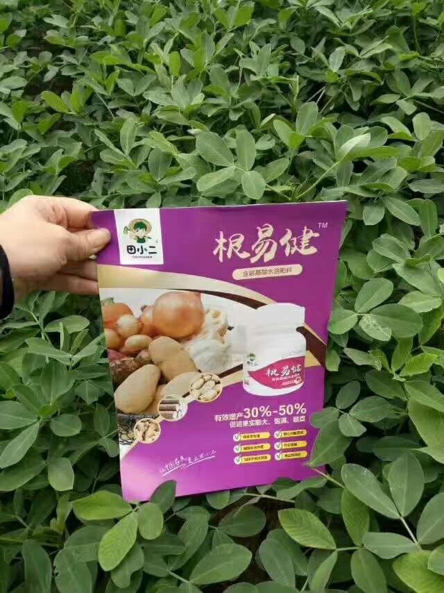 如何點(diǎn)花來保障大棚茄子的健康高產(chǎn)？