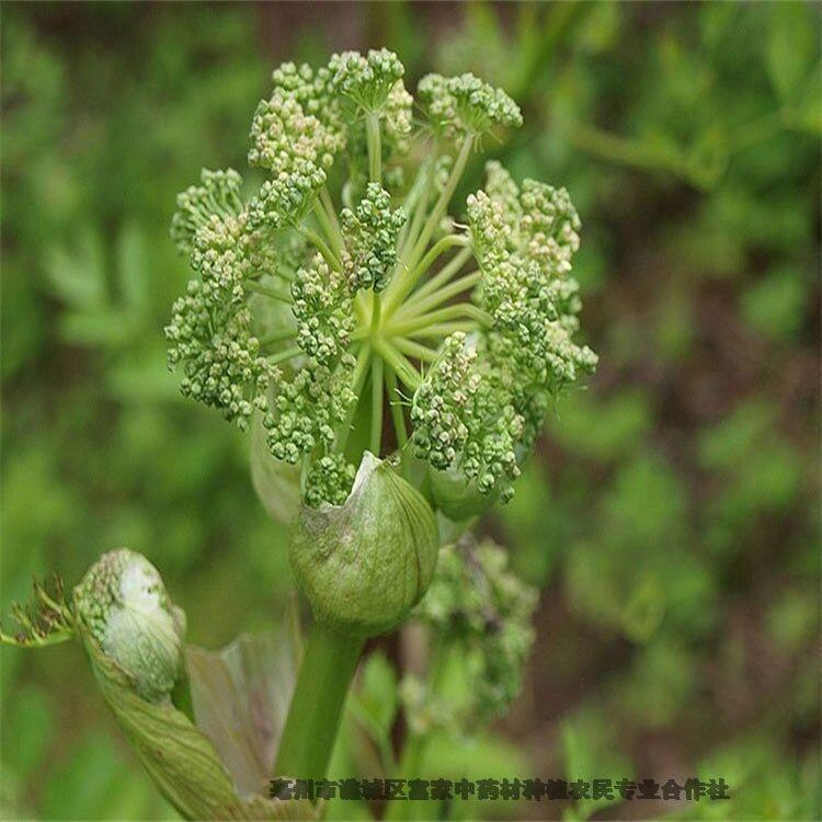 附近白芷種子哪里有白芷種子產(chǎn)地電話是多少