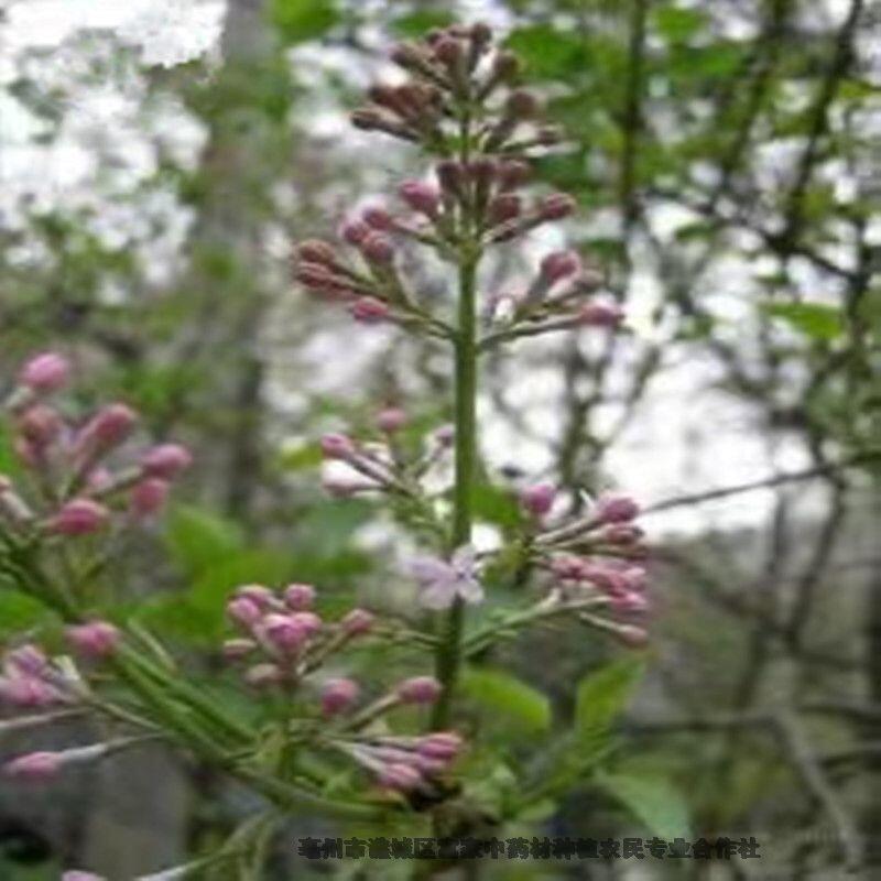 亳州佩兰种子种植基地佩兰种子供应