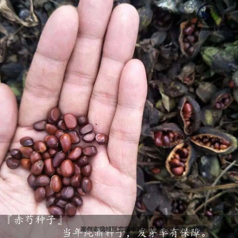 白芍種子種植基地白芍種子報價