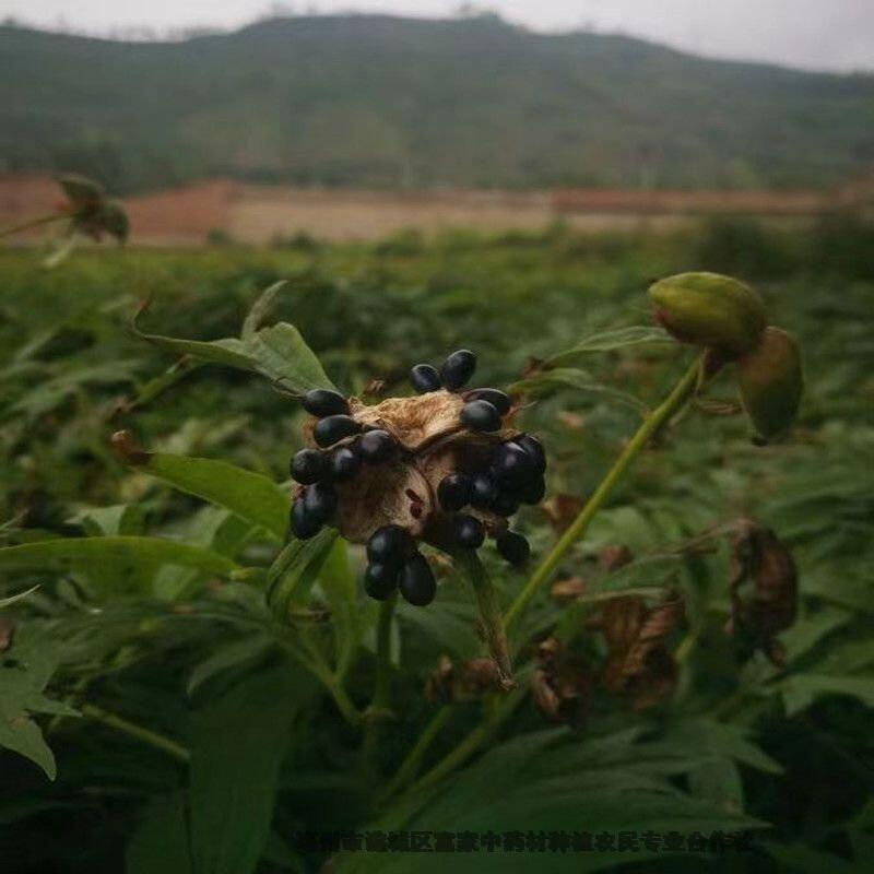 赤芍種子種植視頻赤芍種子價格