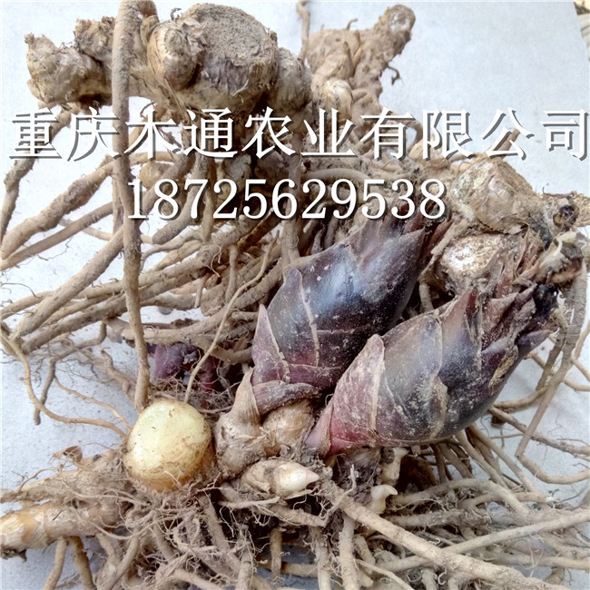 洋河种根种苗_囊荷根哪里有卖