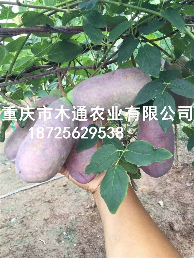 八月瓜苗_八月瓜炸种苗批发