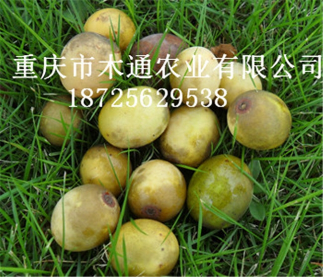 南酸棗苗價(jià)格