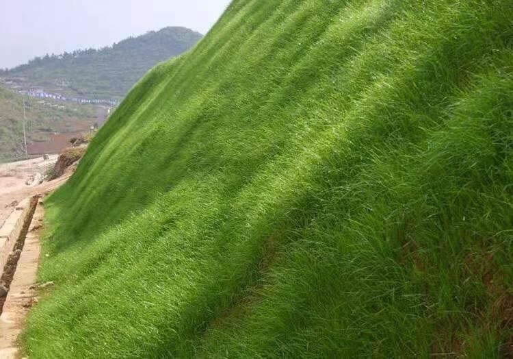 高羊茅草坪草種草籽批發(fā)